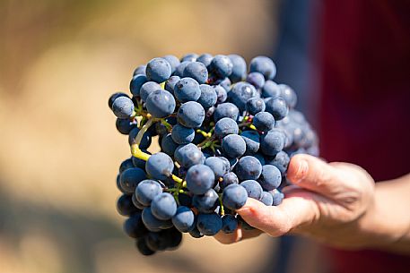 vendemmia turistica in Langhe Monferrato Roero