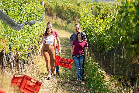 vendemmia turistica in Langhe Monferrato Roero