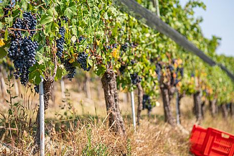 vendemmia turistica in Langhe Monferrato Roero