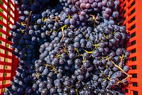 vendemmia turistica in Langhe Monferrato Roero