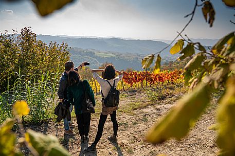 vineyard walk