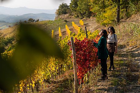 vineyard walk