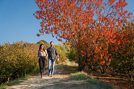 vineyard walk