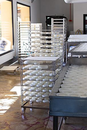 Cheese Factory 