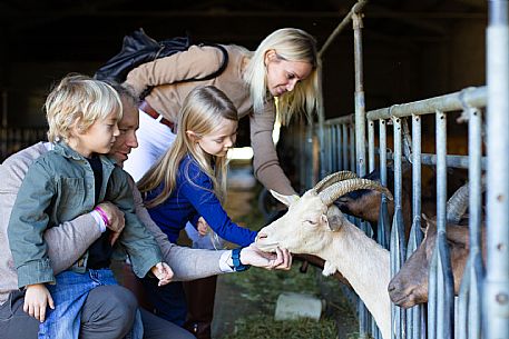 Cheese Factory Family Experience