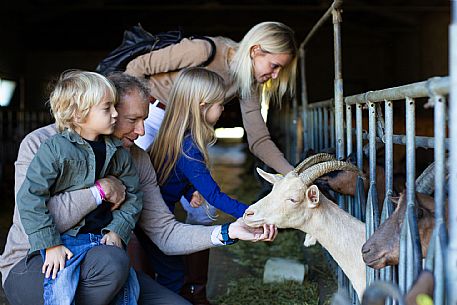 Cheese Factory Family Experience