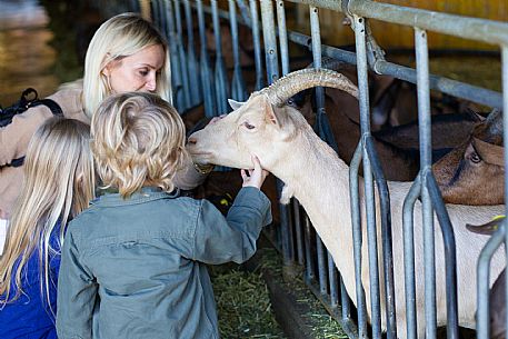 Cheese Factory Family Experience