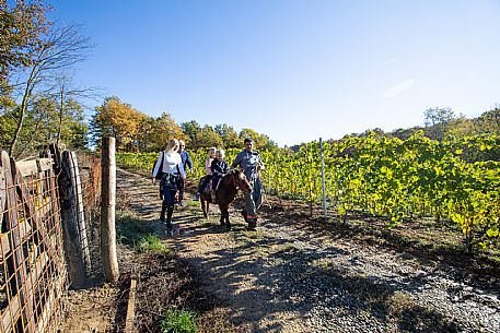 Horse Riding Family Experience