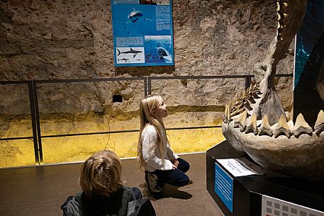 Family Experience - Visit to Fossil Museum