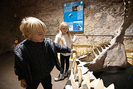 Family Experience - Visit to Fossil Museum