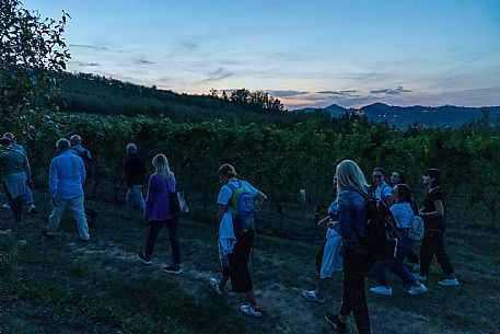 Dinner in the Vineyard