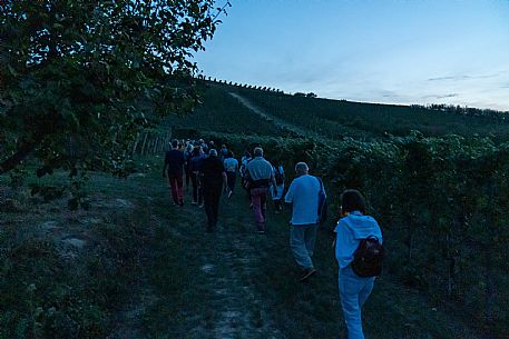 Dinner in the Vineyard