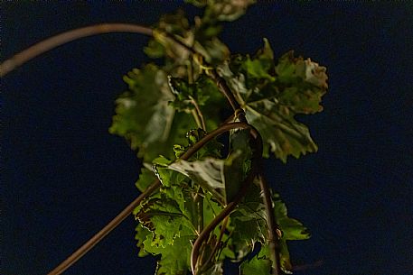 Dinner in the Vineyard