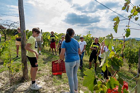 Educational Grape Harvest