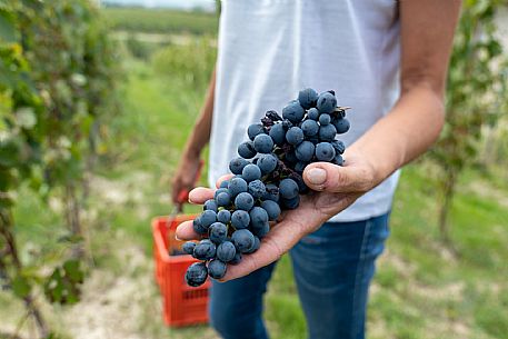 Educational Grape Harvest