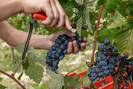 Educational Grape Harvest