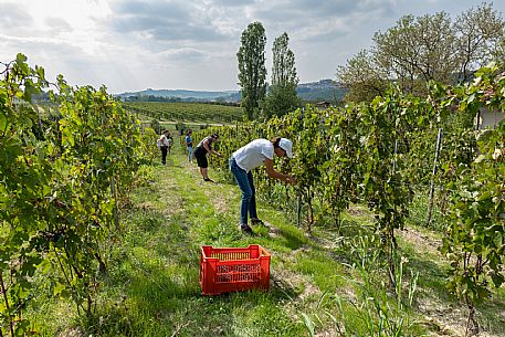 Educational Grape Harvest