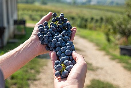 Educational Grape Harvest