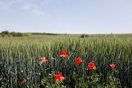 Monferrato Landscape