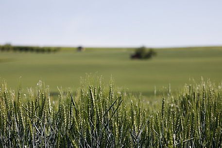 Monferrato Landscape