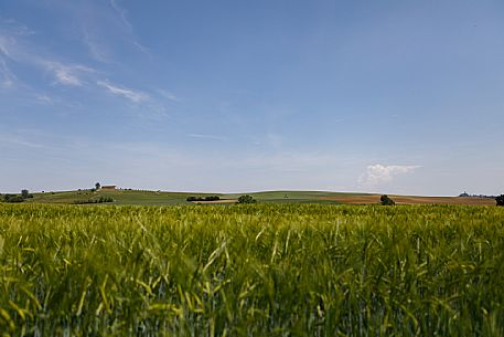 Monferrato Landscape