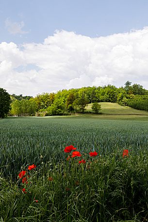 Monferrato Landscape