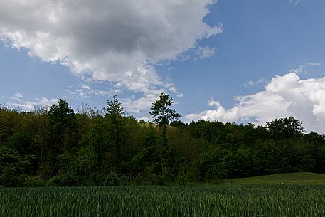 Monferrato Landscape