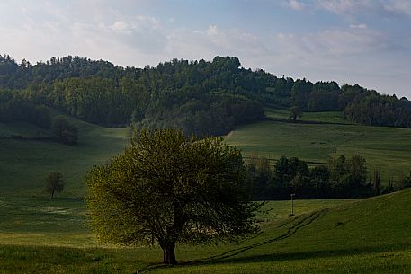 Monferrato Landscape