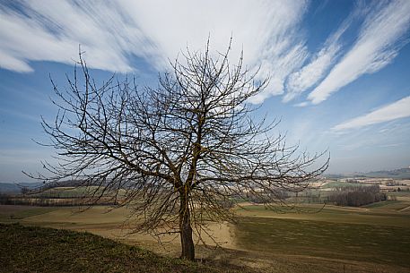 Monferrato Landscape