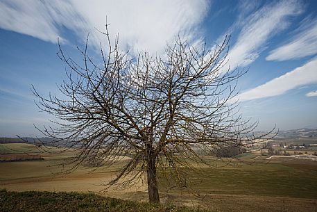 Monferrato Landscape