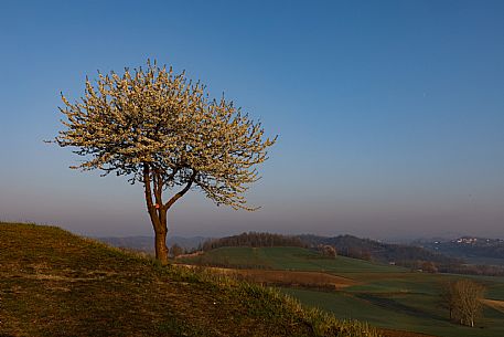 Monferrato Landscape