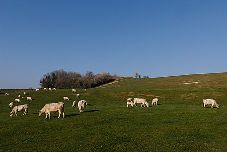 Monferrato Landscape