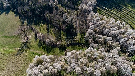 Monferrato Landscape