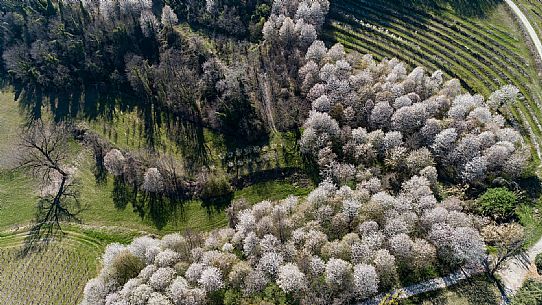 Monferrato Landscape