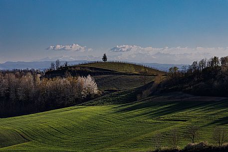 Monferrato Landscape