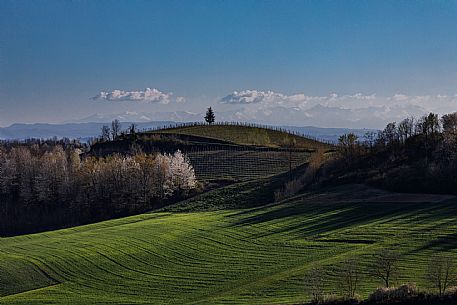 Monferrato Landscape