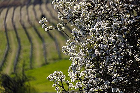 Monferrato Landscape