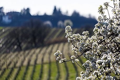 Monferrato Landscape