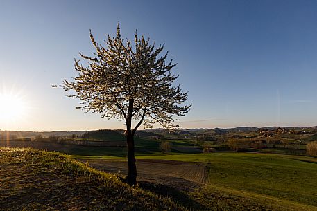 Monferrato Landscape