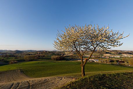 Monferrato Landscape