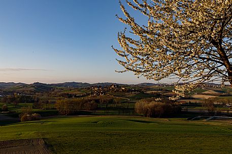 Monferrato Landscape