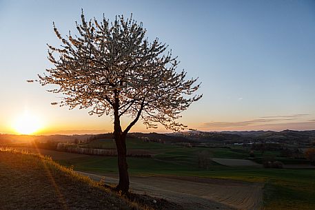 Monferrato Landscape