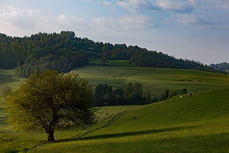 Monferrato Landscape