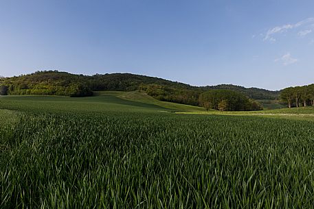 Monferrato Landscape