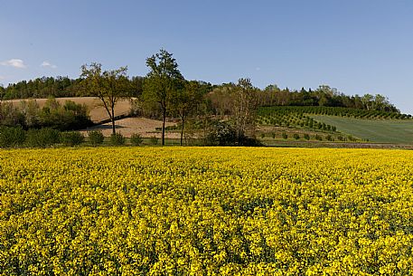 Monferrato Landscape