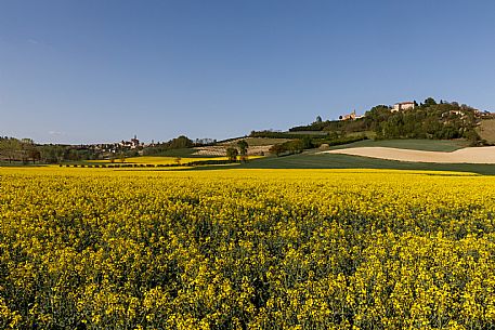 Monferrato Landscape