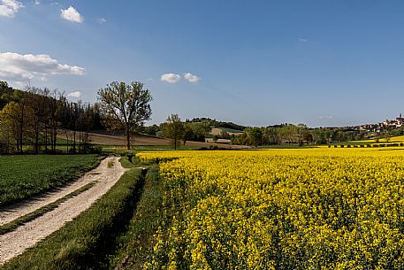 Monferrato Landscape