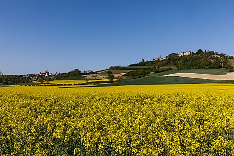 Monferrato Landscape