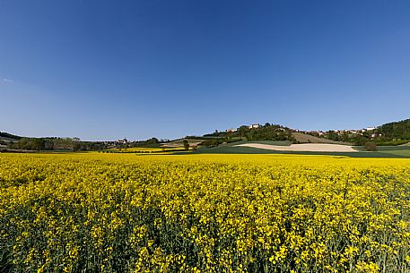 Monferrato Landscape