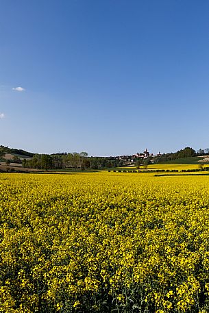 Monferrato Landscape